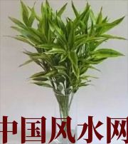 山西十二生肖养什么植物最旺财运？你知道吗！